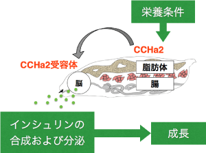 CCHa2/CCHa2-Rシグナルによる栄養依存的成長制御
