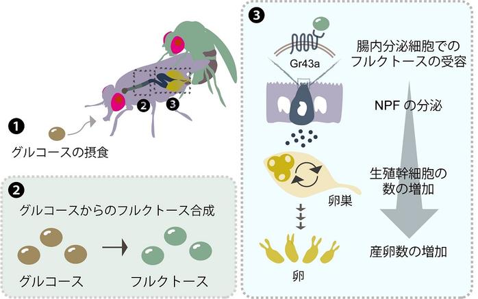 腸は果糖を「味わう」ことで生殖に影響を与える〜交尾と栄養の協調メカニズムを発見〜