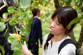 実際に柿を収穫しながら、果樹園の魅力を体感