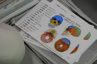 頭蓋は何個の骨で構成されている?