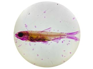透明化された魚の標本