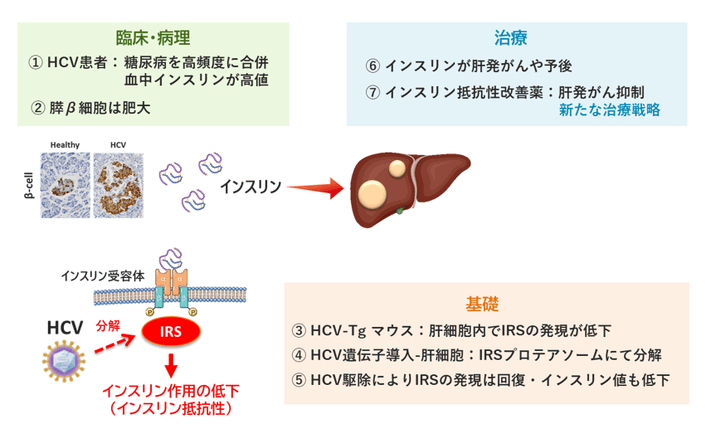 Ｃ型肝炎とインスリン抵抗性の研究