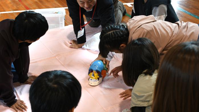 からだについて楽しく学ぼう！ 頭蓋骨ペーパークラフト＆心臓を知ろう