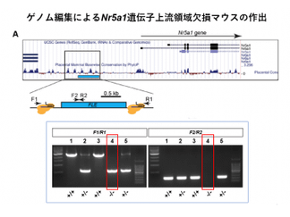 ゲノム編集によるNr5a1遺伝子上流領域欠損マウスの作出