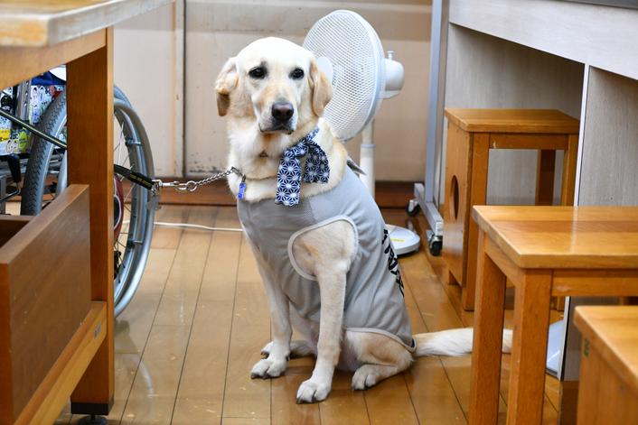 寛太さんの相棒で、九州でただ一頭の介助犬、「サン」ちゃん