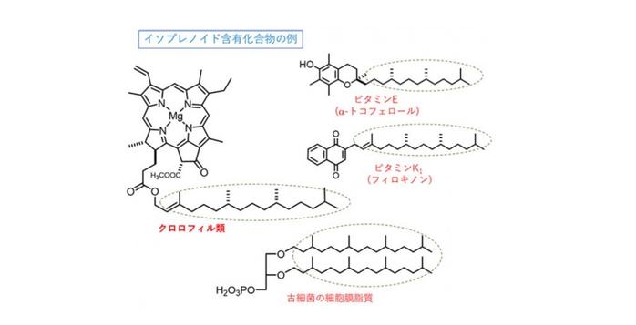 【研究成果】ゲラニルゲラニル還元酵素の新規な水素付加反応特性を発見～酵素の産業利用や光合成色素の進化解明の糸口となる可能性～