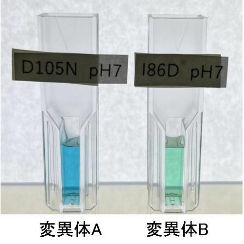 図2:変異体酵素にビリベルジンが結合したときの色(どちらもpH 7、タンパク質以外の溶液組成は同じ)