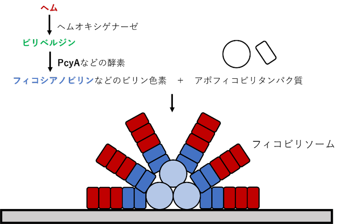 図1