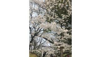ウォーキング中に撮影した桜