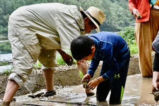 田植え
