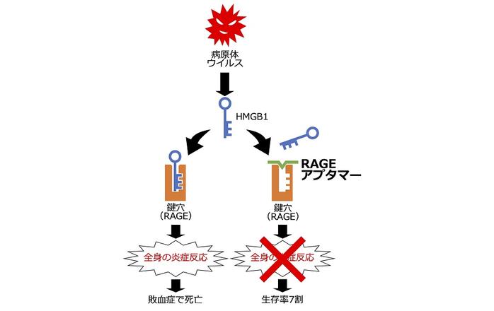 【研究成果】世界初！動物モデルの敗血症死を阻止する新薬の開発に成功