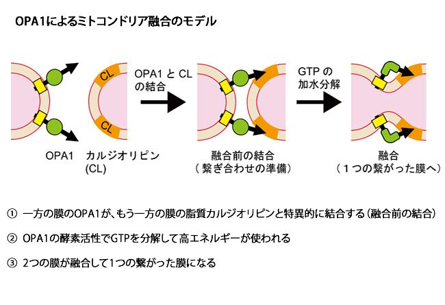 ミトコンドリアの独特な膜融合の仕組みを解明