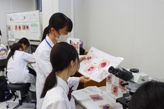 赤血球、血小板、各種白血球や骨髄球系の血液標本観察