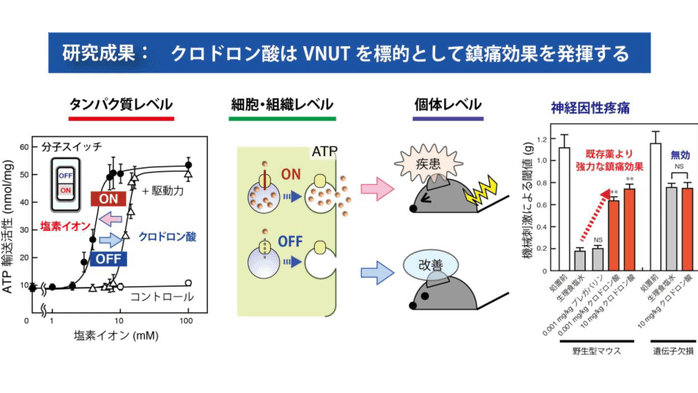骨粗鬆症治療薬クロドロン酸が慢性疼痛に効く!作用メカニズムを世界で初めて解明【共同発表】
