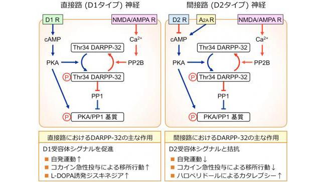 線条体直接路および間接路神経におけるDARPP-32のリン酸化調節とその機能