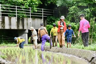 田植え