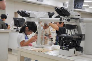 夢中になってミジンコを吸い取る様子
