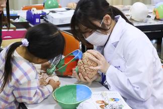 頭蓋骨と脳の模型で形や重さを体験