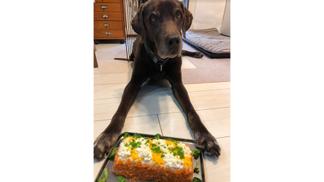 愛犬Zack(14歳の誕生ケーキを前に)