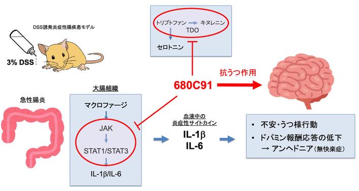 680C91：炎症性腸疾患モデルにおける抗炎症作用と抗うつ作用