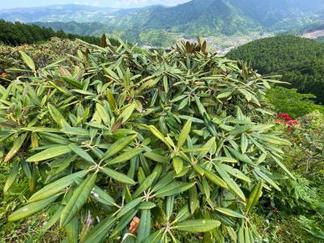 花がらを摘んできれいになった木々