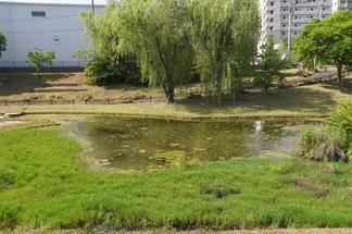 除草作業が済んだ公園