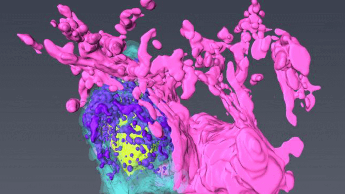 皮膚のシミの構造を3Dで捉えることに成功（株式会社コーセーとの共同研究）