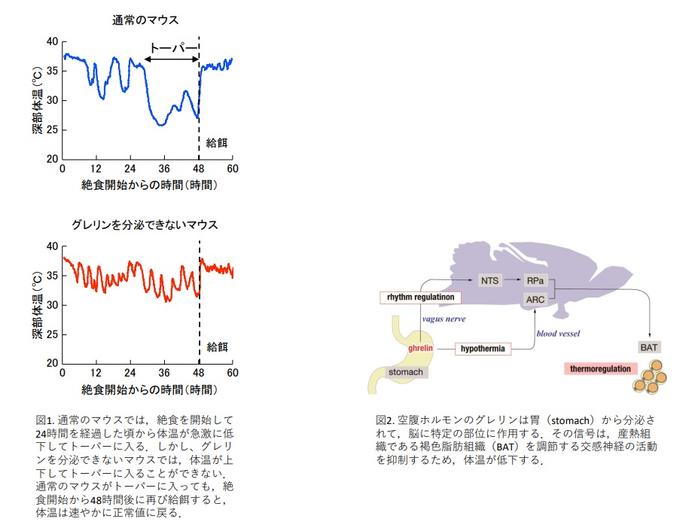 【研究成果】飢餓適応に必要な生理現象、「トーパー」の誘導・維持される機構を世界で初めて解明