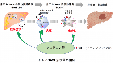 【研究成果】非アルコール性脂肪肝炎(NASH)に対する新たな治療薬を発見