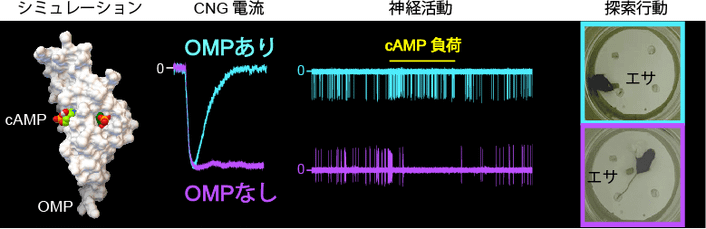 研究の概要