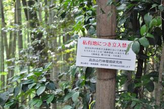 高良山竹林環境研究所の整備された竹林