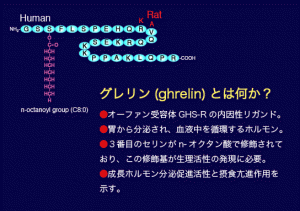グレリンの発見とその心血管代謝内分泌系での生理機能の研究