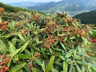 花がらが残るシャクナゲの木