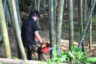 10ｍ以上はある竹の切り出し