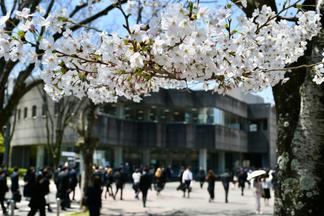 満開の桜が新入生を迎えました