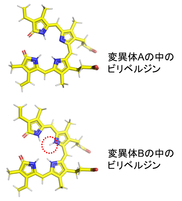 図3：変異体に結合した色素（ビリベルジン）の構造