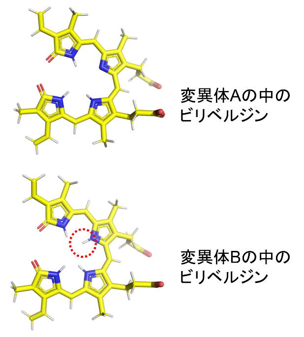 図3:変異体に結合した色素(ビリベルジン)の構造