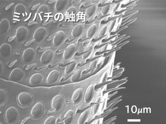電子顕微鏡で見た映像