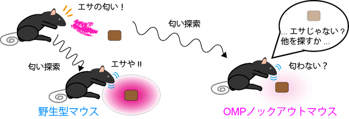 研究の概要