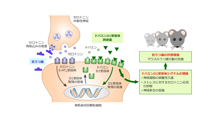 抗うつ薬の作用発現には海馬歯状回ドパミンD1受容体が重要であることを発見 (Mol Psychiatry 2018)