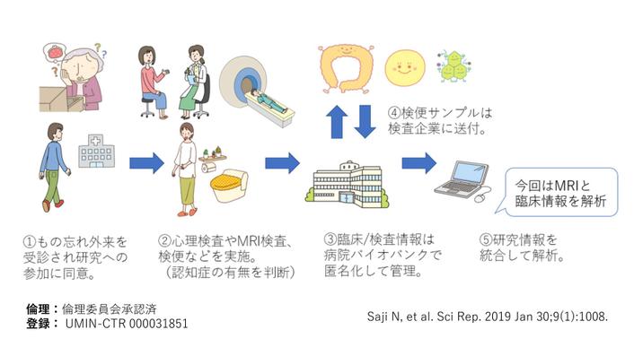 図１：今回の研究の流れ（腸内細菌研究の一環）