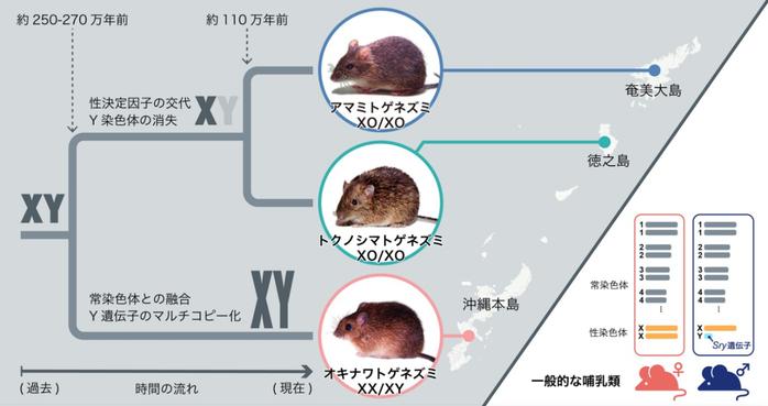 Y染色体はどこへ？―ユニークな進化の軌跡～トゲネズミ性染色体の長年の謎が明らかに～