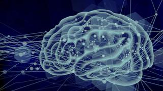 脳全体の活動リズムを3次元で可視化 	―マウス脳のさまざまな領域の朝・昼・夜の活動パターンを明らかに―