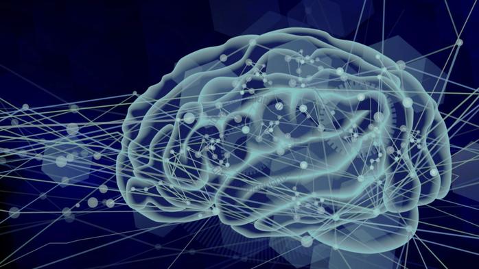 脳全体の活動リズムを3次元で可視化 	―マウス脳のさまざまな領域の朝・昼・夜の活動パターンを明らかに―