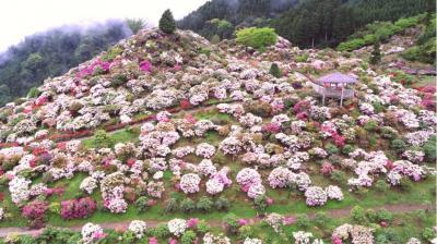 春の「星の花公園」