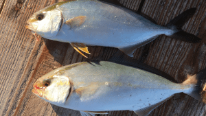 釣れた小ぶりなカンパチ