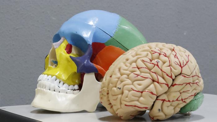 「ヒトの頭蓋骨と脳を作ろう」サイエンスモール in くるめ2025