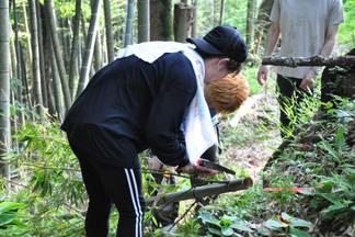 枝の切り出し